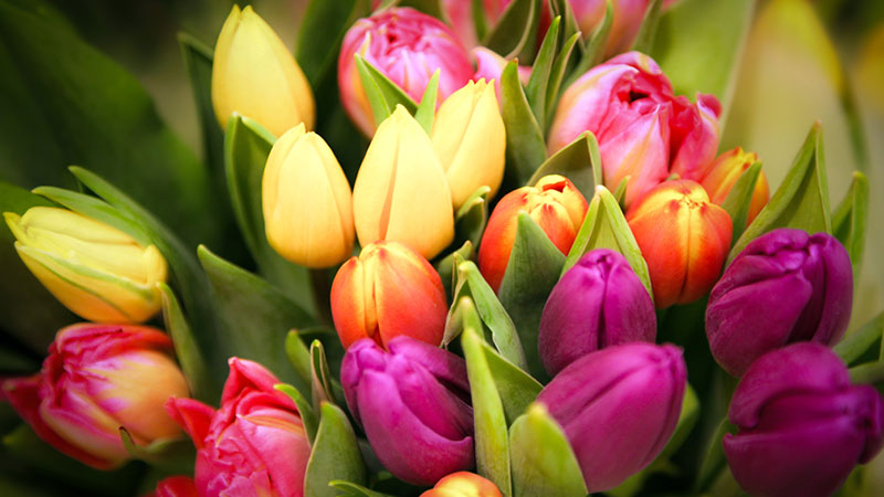 En bukett med tulpaner
