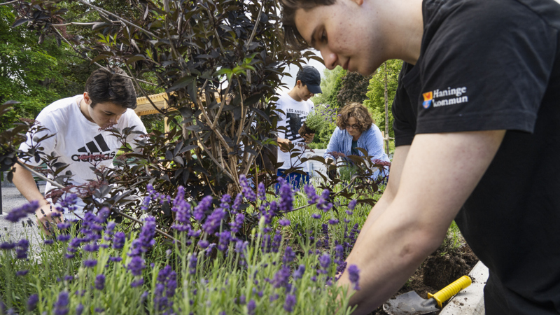 Tre ungdomar planterar lavendel tillsammans med en vuxen kvinna.