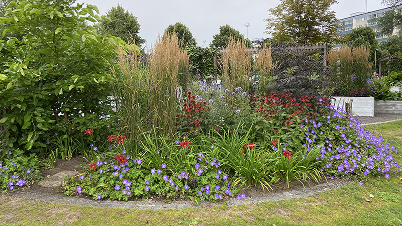 Blommor i rött och lila i rabatt i köksträdgården i Jordbro