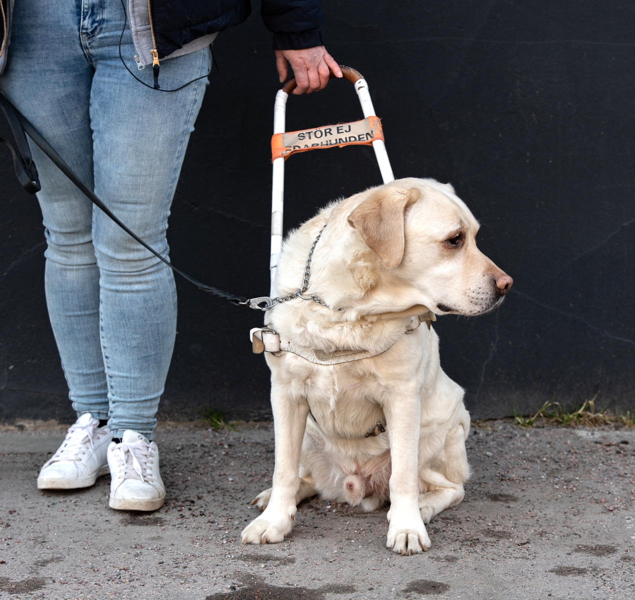 Ledarhund som sitter ner på marken. 