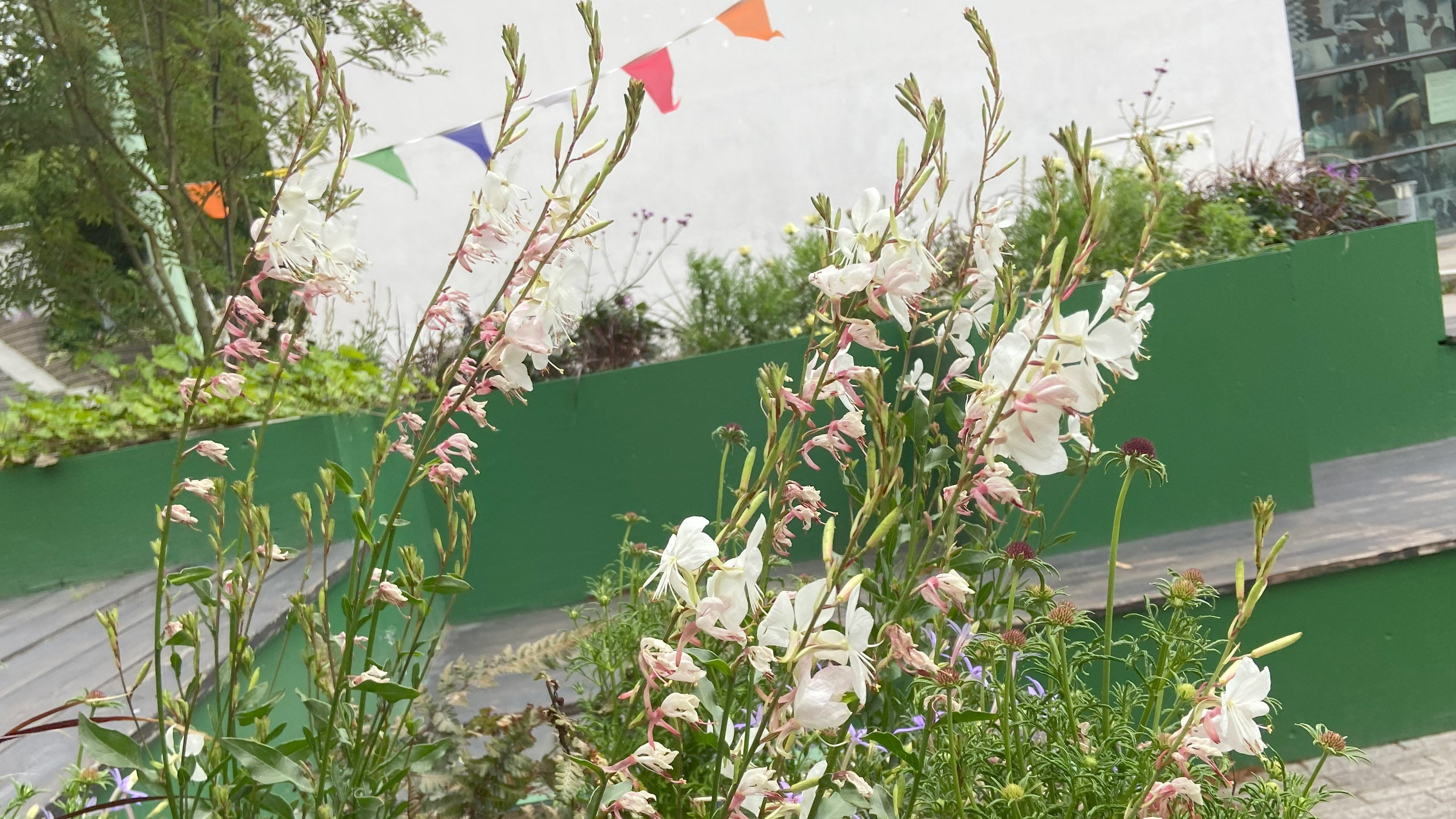 Blommande spiror i vitt och rosa